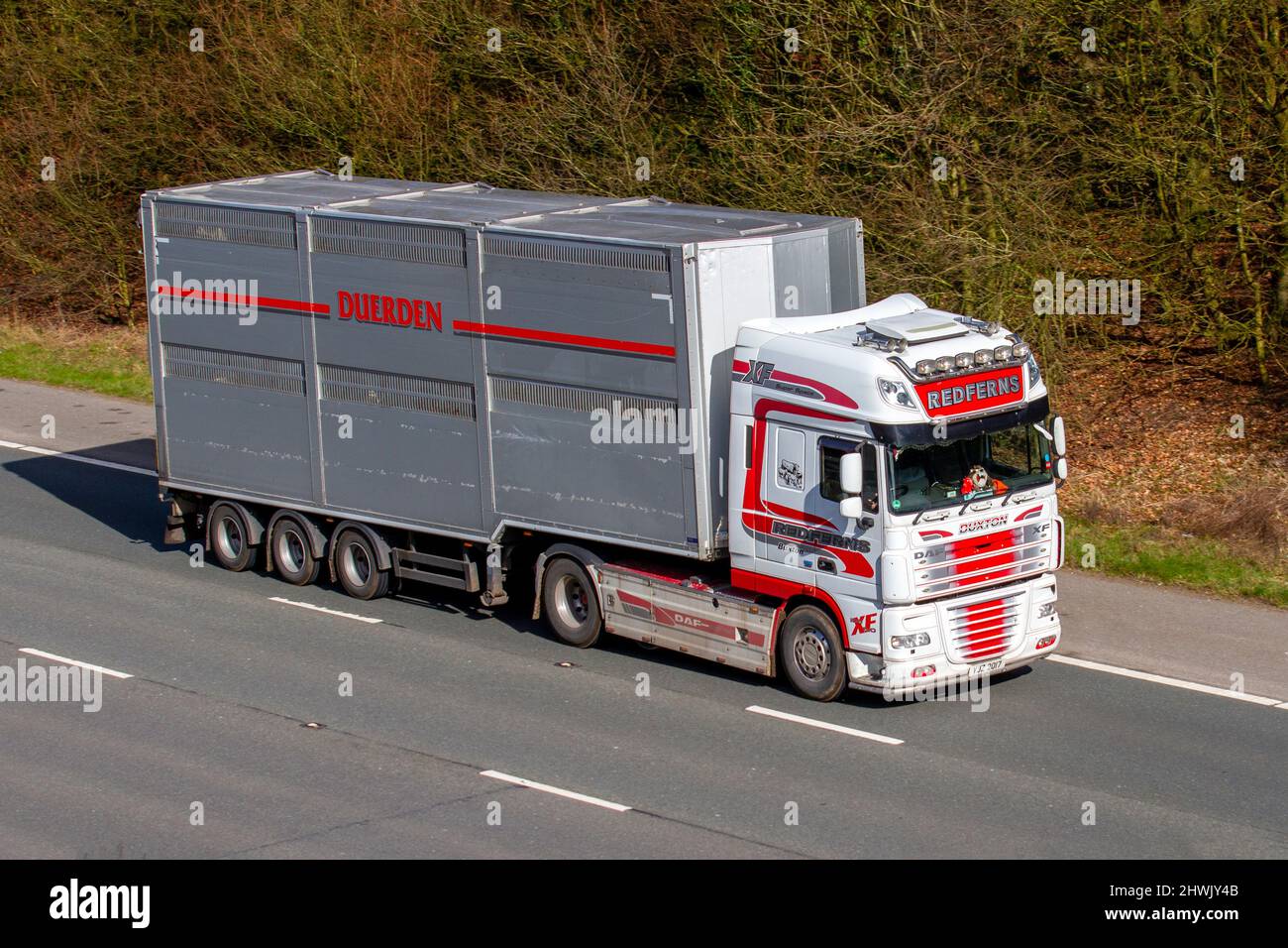 DAF XF: Redferns Animal Transport, Buxton with Duerden Trailer driving on the M61 motorway near Manchester UK Stock Photo