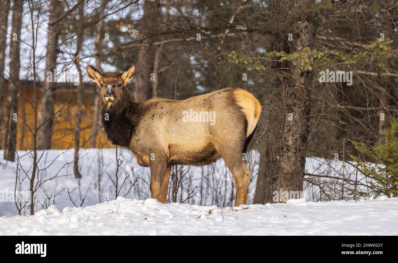 Young elk in Clam Lake, Wisconsin Stock Photo Alamy