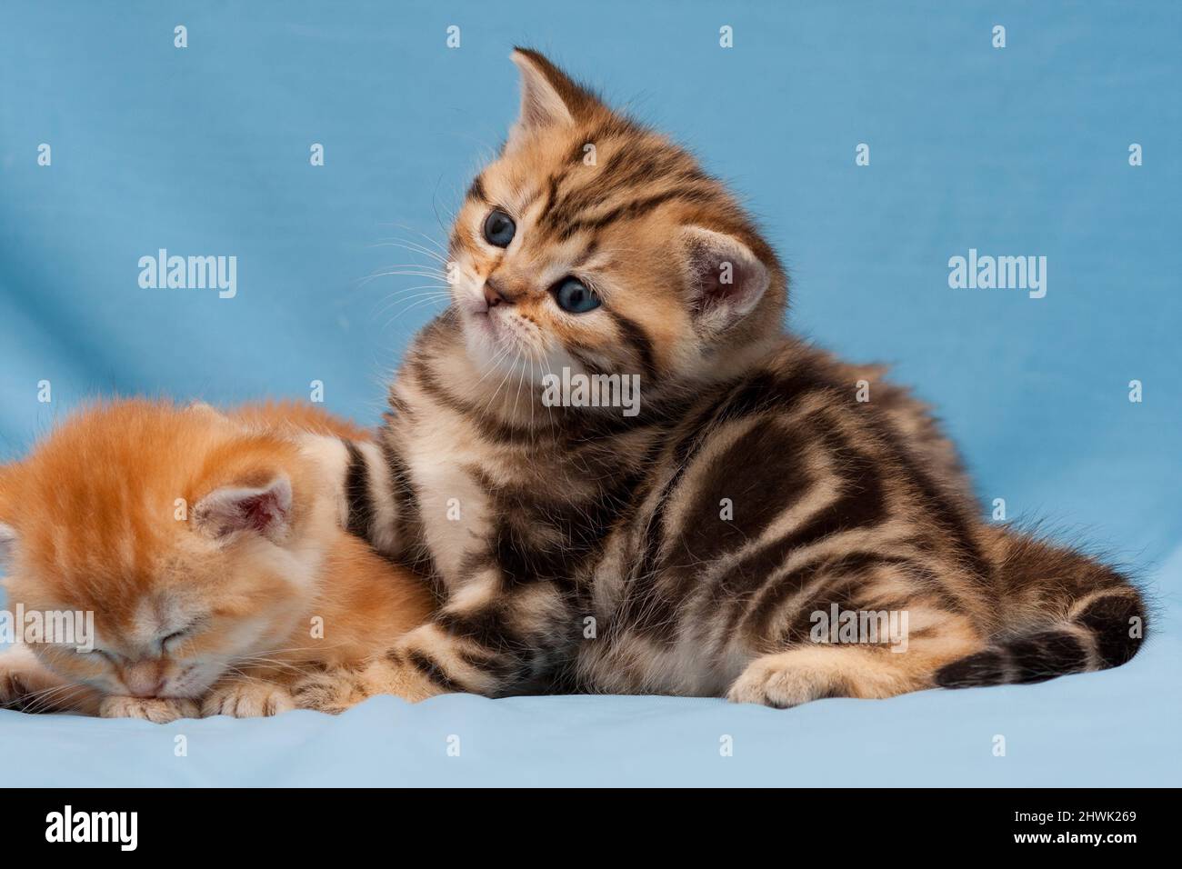 Cute little British kitten Golden marble color close-up on blue background Stock Photo