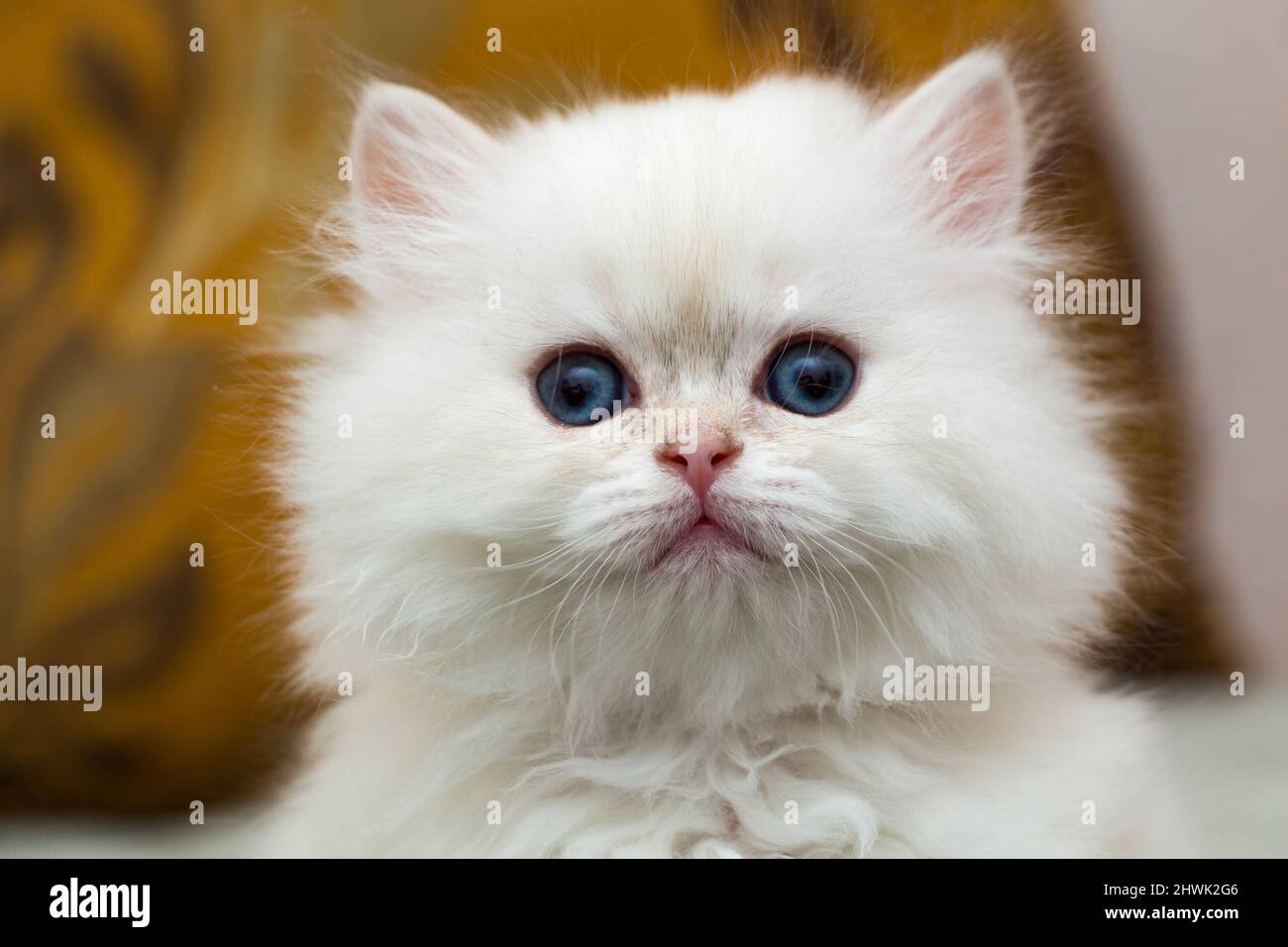 Portrait of a cute fluffy white British long-haired kitten, head of a