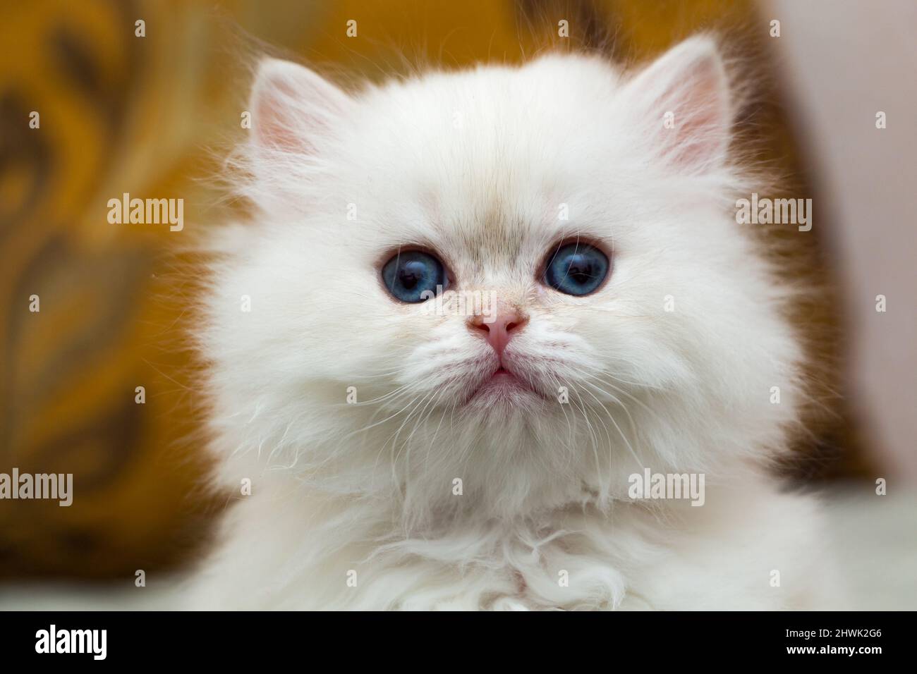 Portrait of a cute fluffy white British long-haired kitten, head of a white kitten close-up Stock Photo