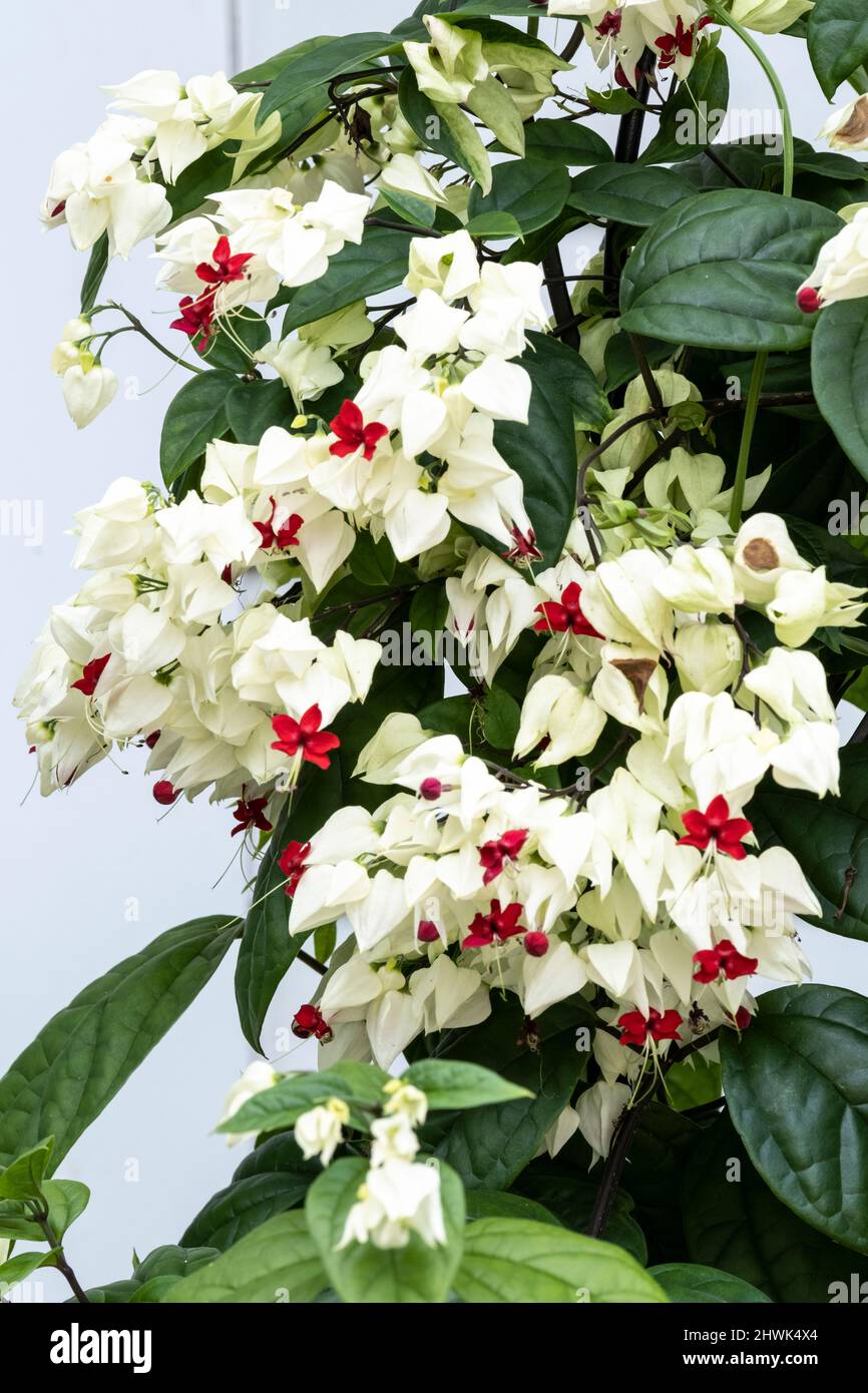 Clerodendrum thompsoniae, growing in Virginia USA Stock Photo
