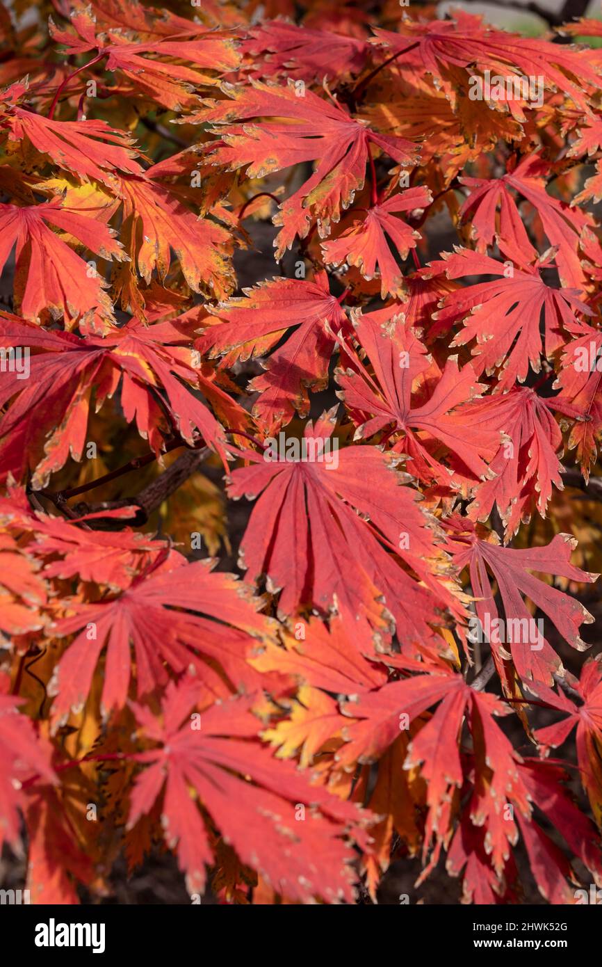 Maple leaves in fall colors hi-res stock photography and images - Alamy