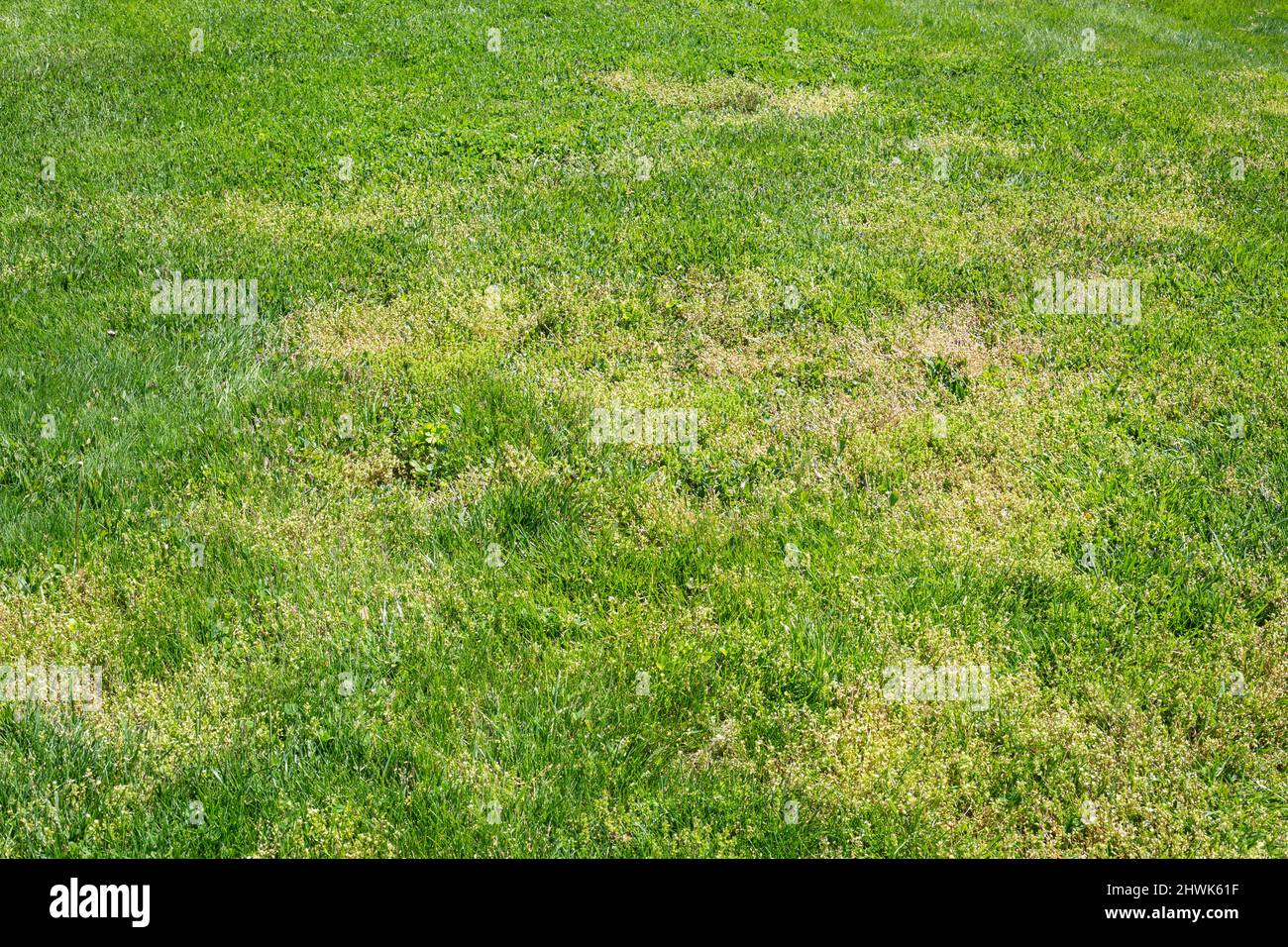 Untended Lawn, Weeds, Virginia, USA Stock Photo Alamy