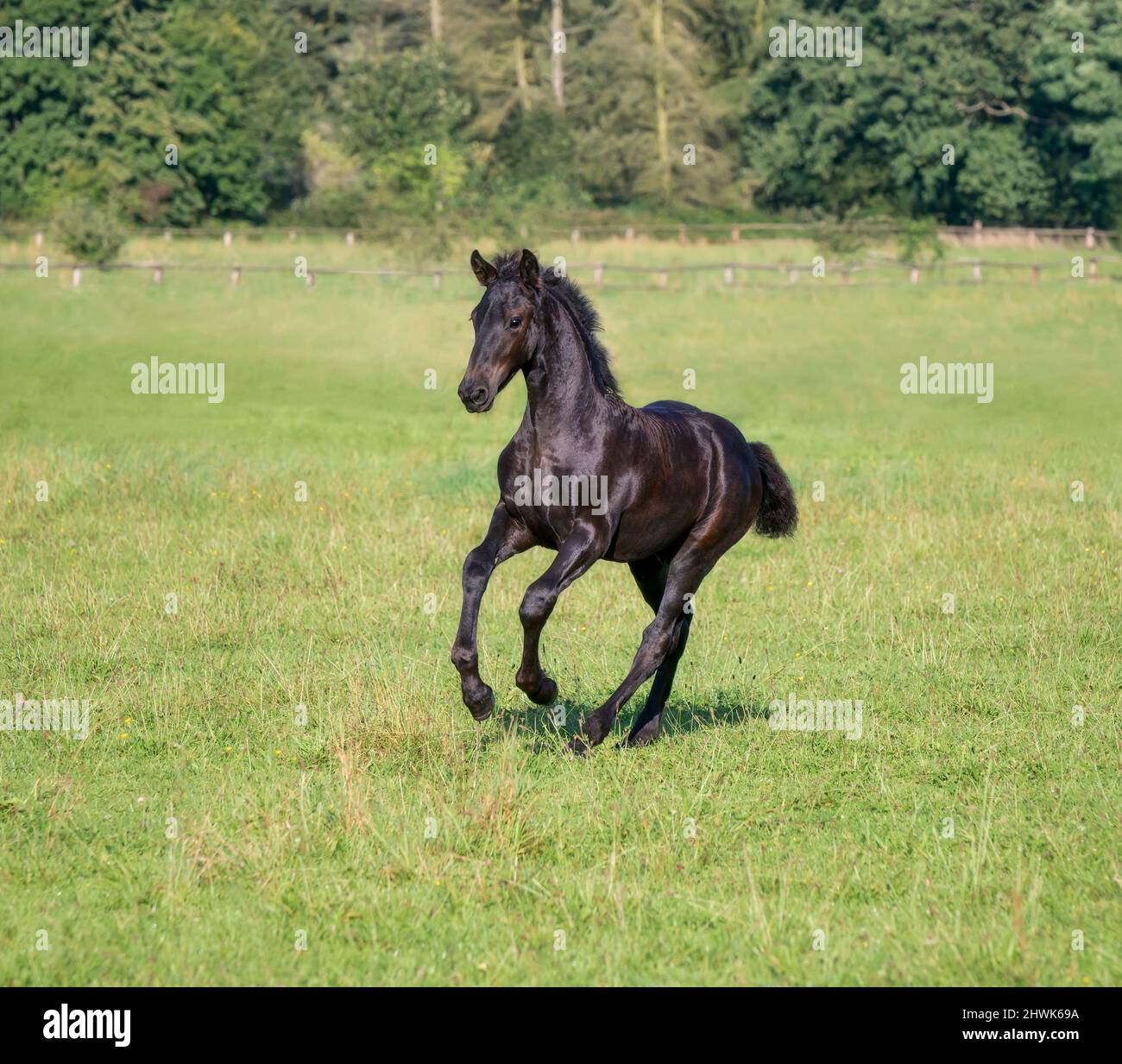 A cute 3 month old foal, male barock black, warmblood horse baroque type, run at a gallop in a green grass meadow, Germany Stock Photo