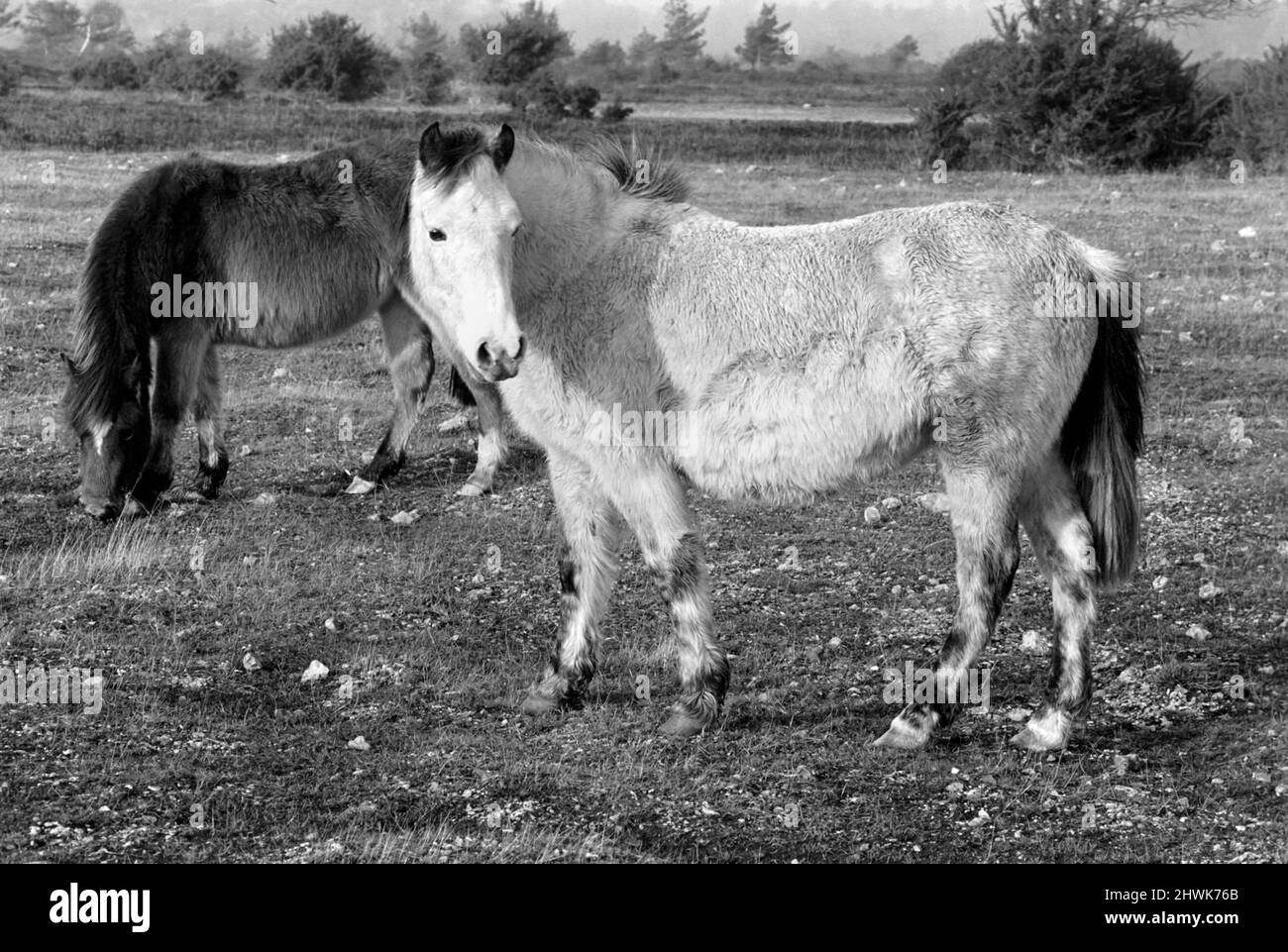 Animals: Horse: Landscape: New Forest Ponies. New Forest Ponies foraging for food in the winter sunshine. December 1972 72-11764-001 Stock Photo
