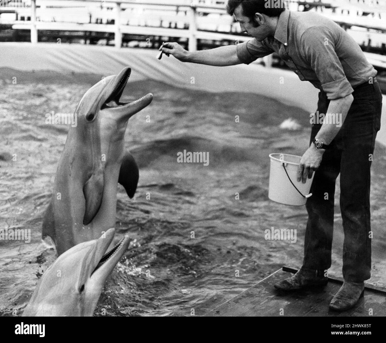 Dolphins, Nero and Chipper get their rations from Mr Rendell. Animals had been going hungry at the Coventry Zoo as fruit and fish supplies were dwindling due to dock strikes. 3rd August 1972. Stock Photo