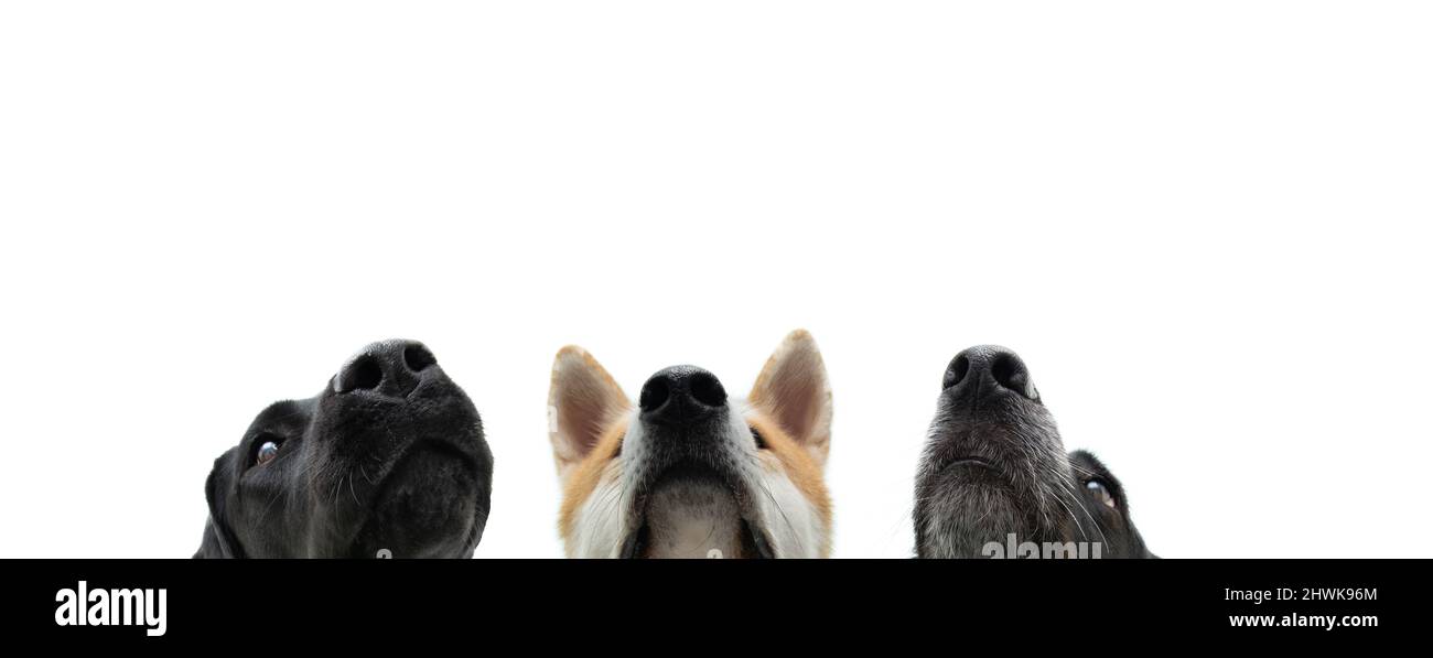 Close-up puppy dog mouths. Hungry pets begging food. Isolated on white background Stock Photo