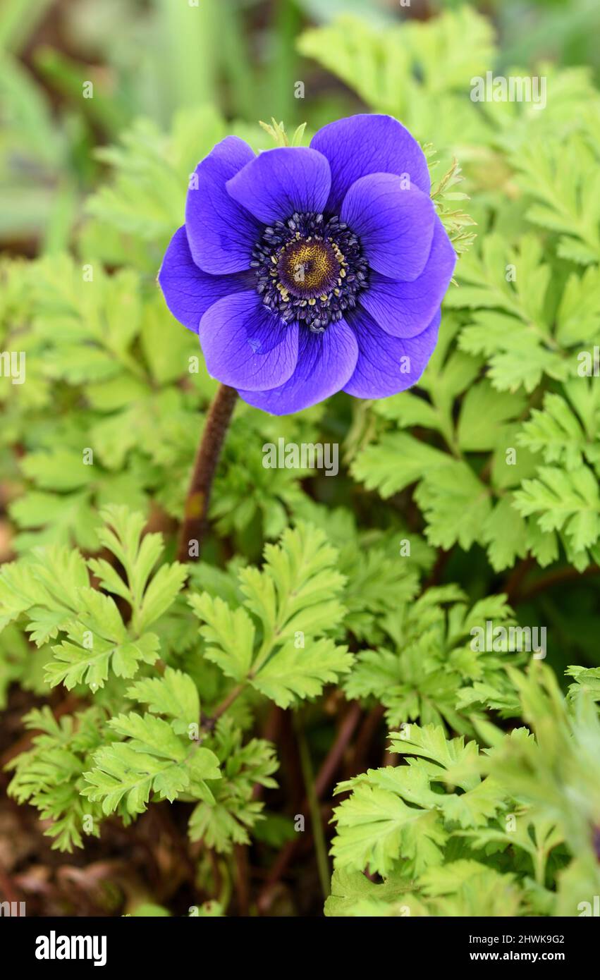 Closeup of the blue flower of Anemone Mr Fokker. Stock Photo