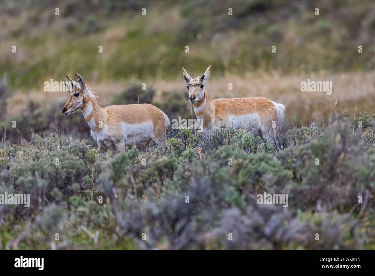 Pronghorn, Antilocapra americana, in the Lamar Valley of Yellowstone National Park, Wyoming, USA Stock Photo