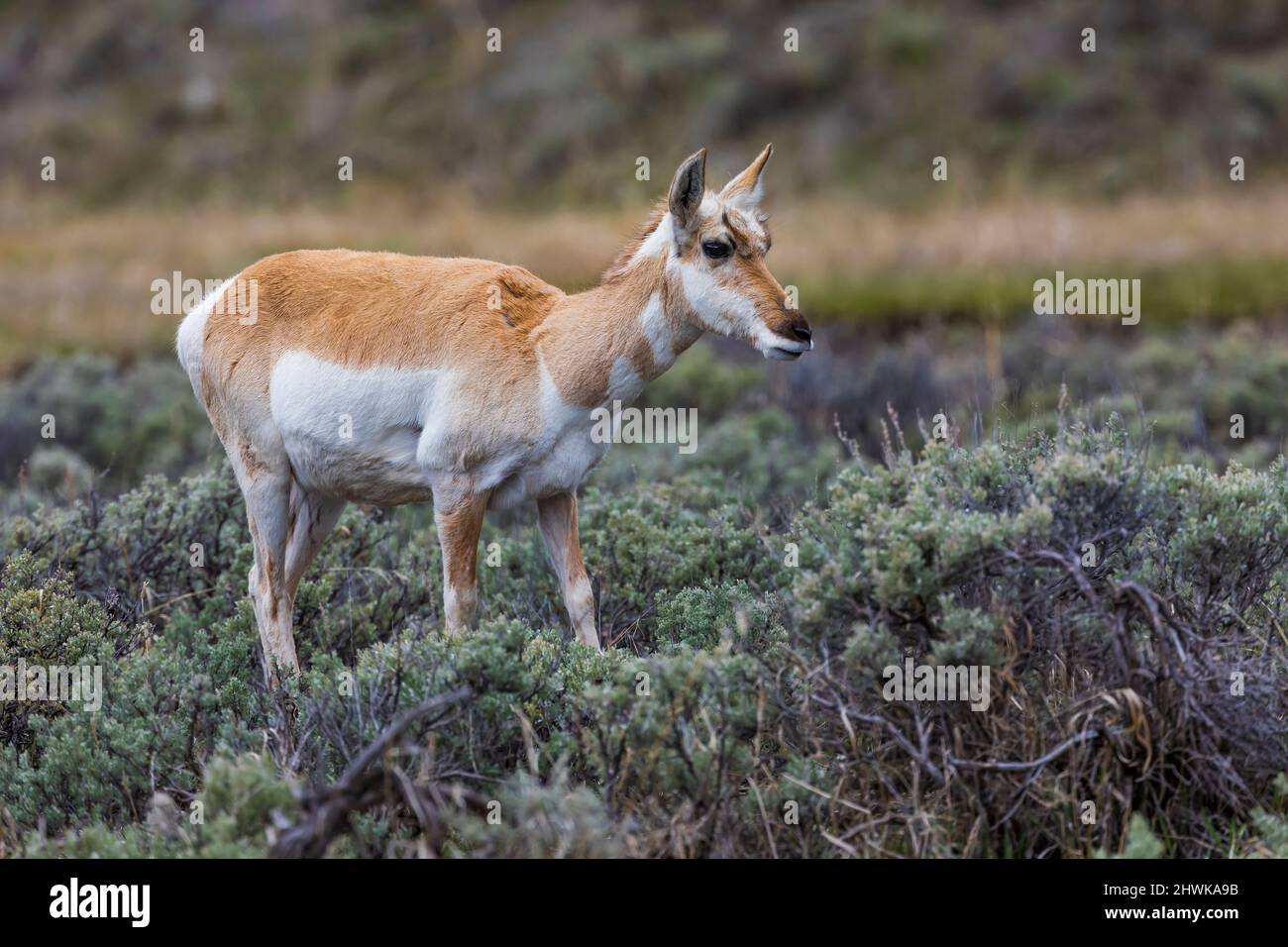 Pronghorn, Antilocapra americana, in the Lamar Valley of Yellowstone National Park, Wyoming, USA Stock Photo