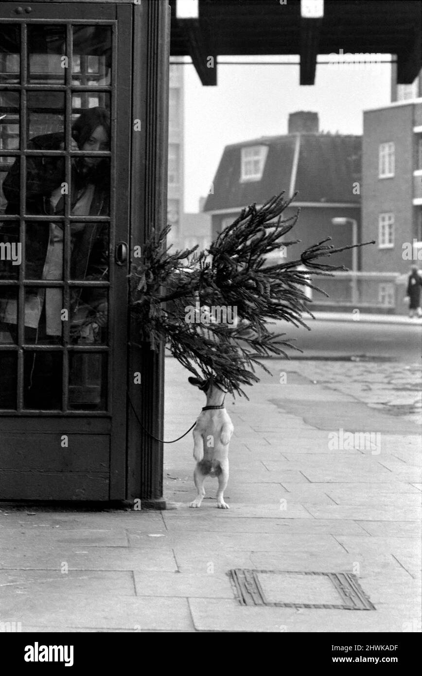 Animal, Cute: Puppy Dog outside Telephone Box. December 1972 72-11831-002 Stock Photo