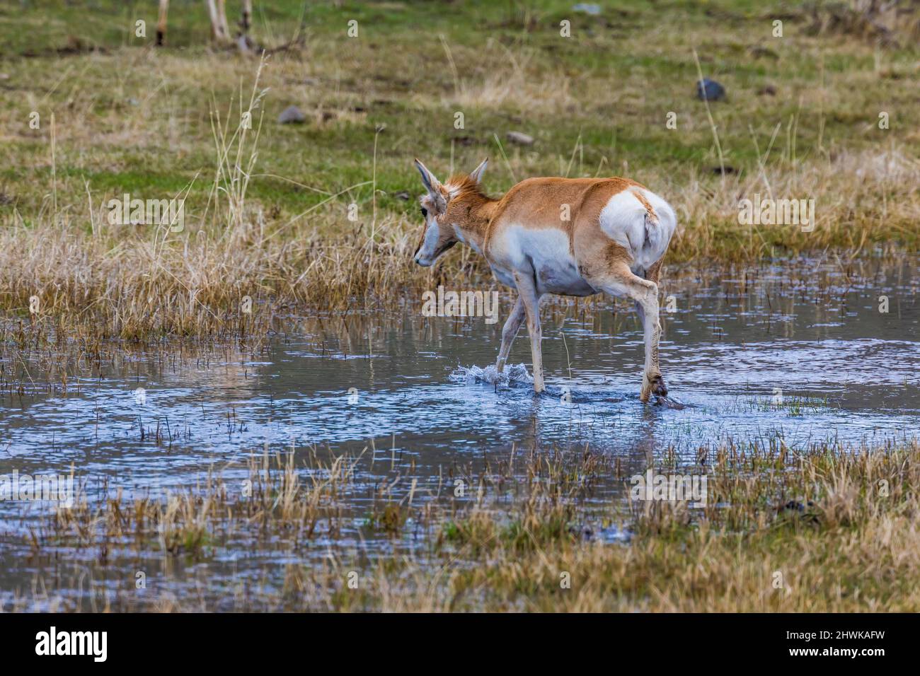 Pronghorn, Antilocapra americana, crossing a creek in the Lamar Valley of Yellowstone National Park, Wyoming, USA Stock Photo