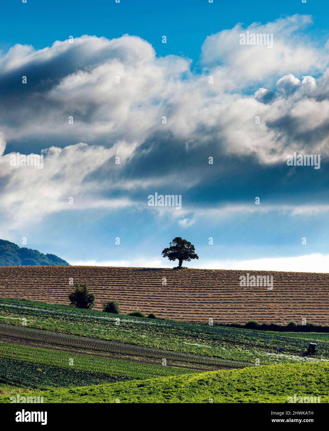 A Lone tree in a ploughed field along with Green vegetables in a North County Down Field, Comber, Northern Ireland Stock Photo