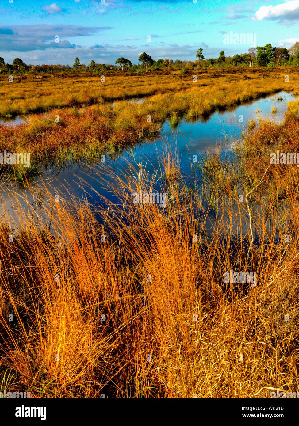 Peatlands Park, County Tyrone Stock Photo Alamy
