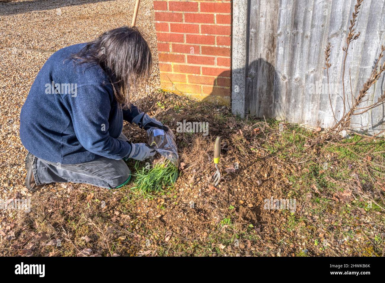 Woman planting snowdrops, Galanthus nivalis.  Common snowdrop planted in the green. Stock Photo