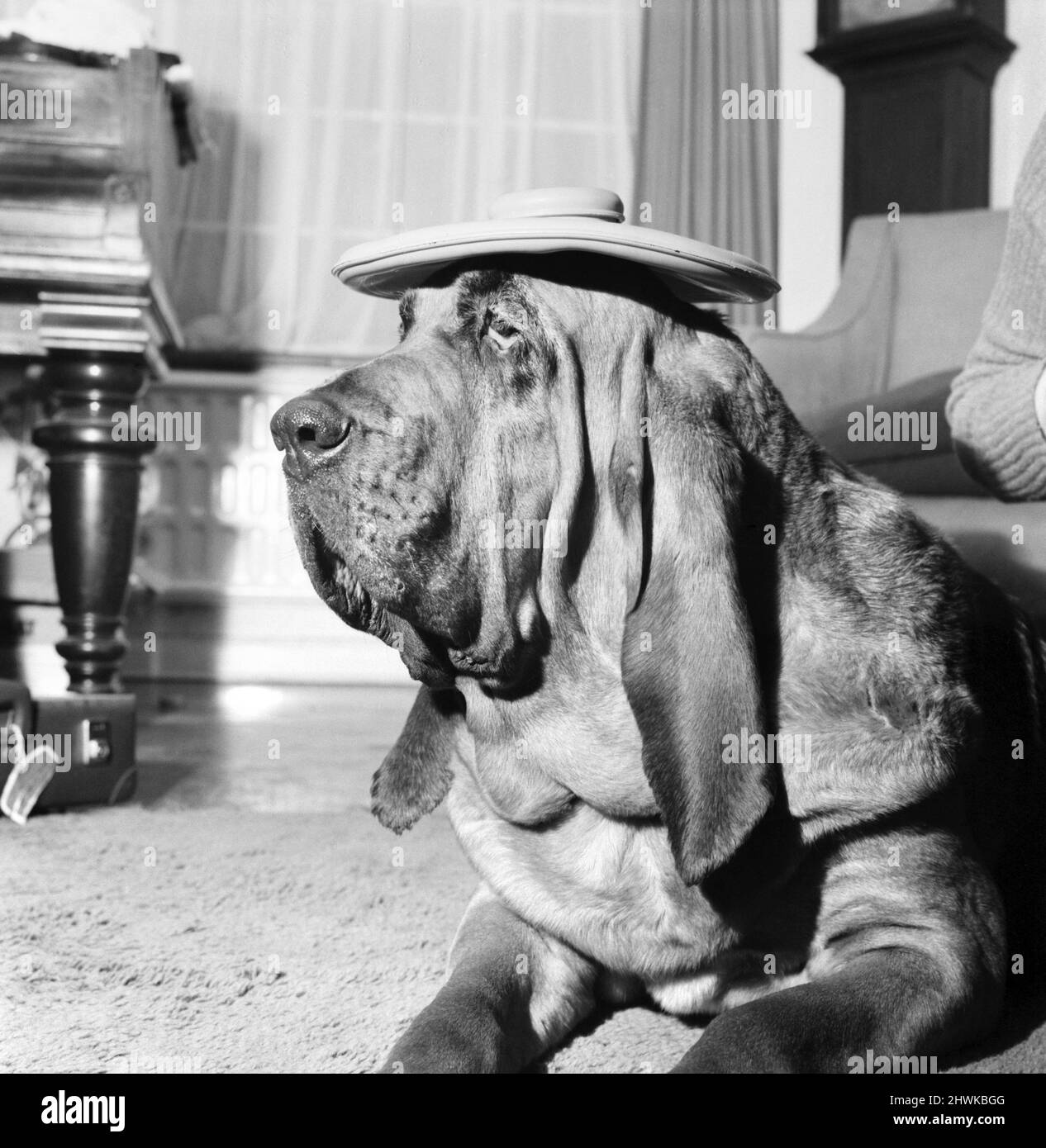 Bloodhound Dog. December 1972 72-11445-002 Stock Photo