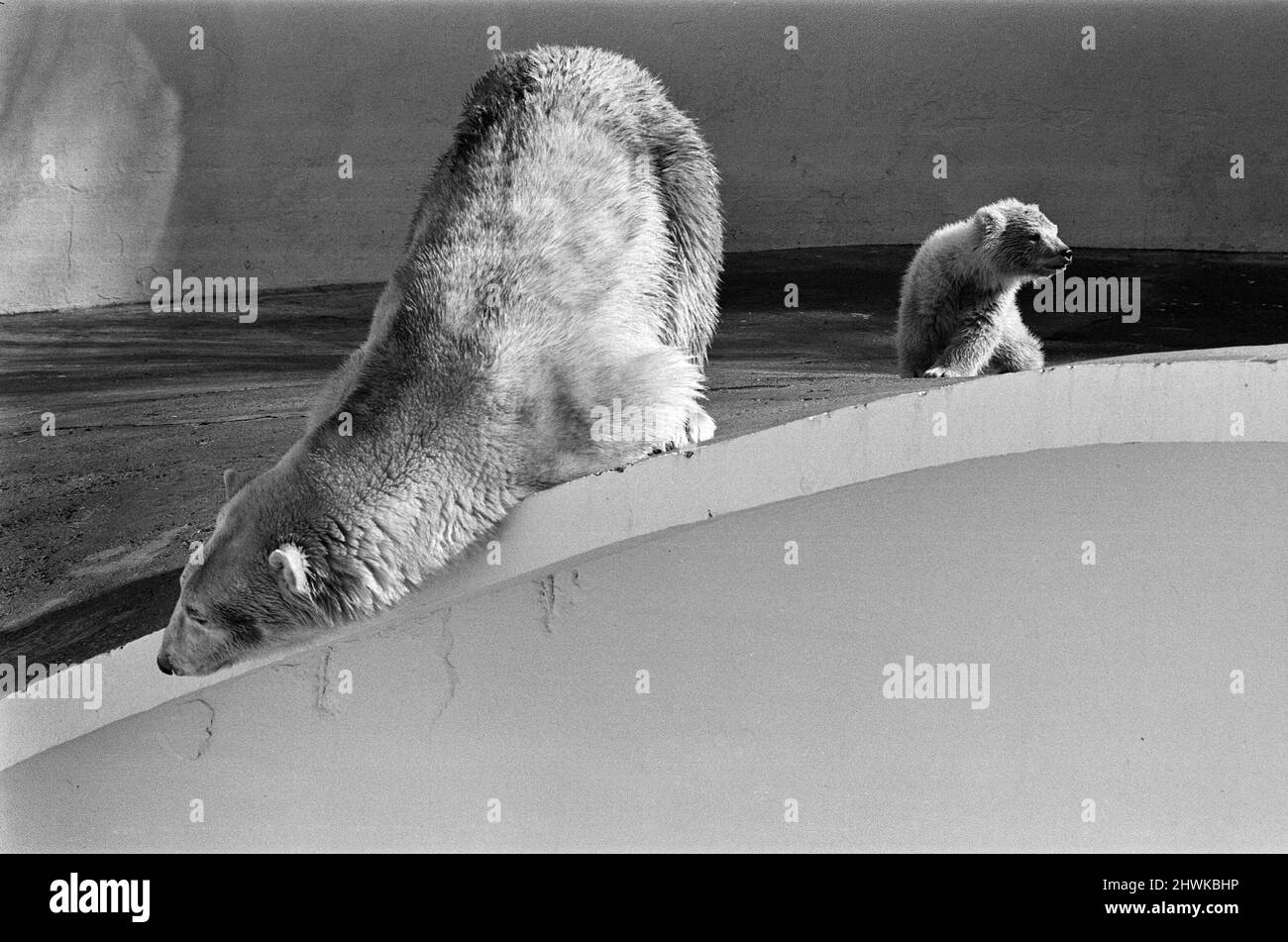 Polar bear and polar bear cub at Dudley Zoo, West Midlands. 10th April