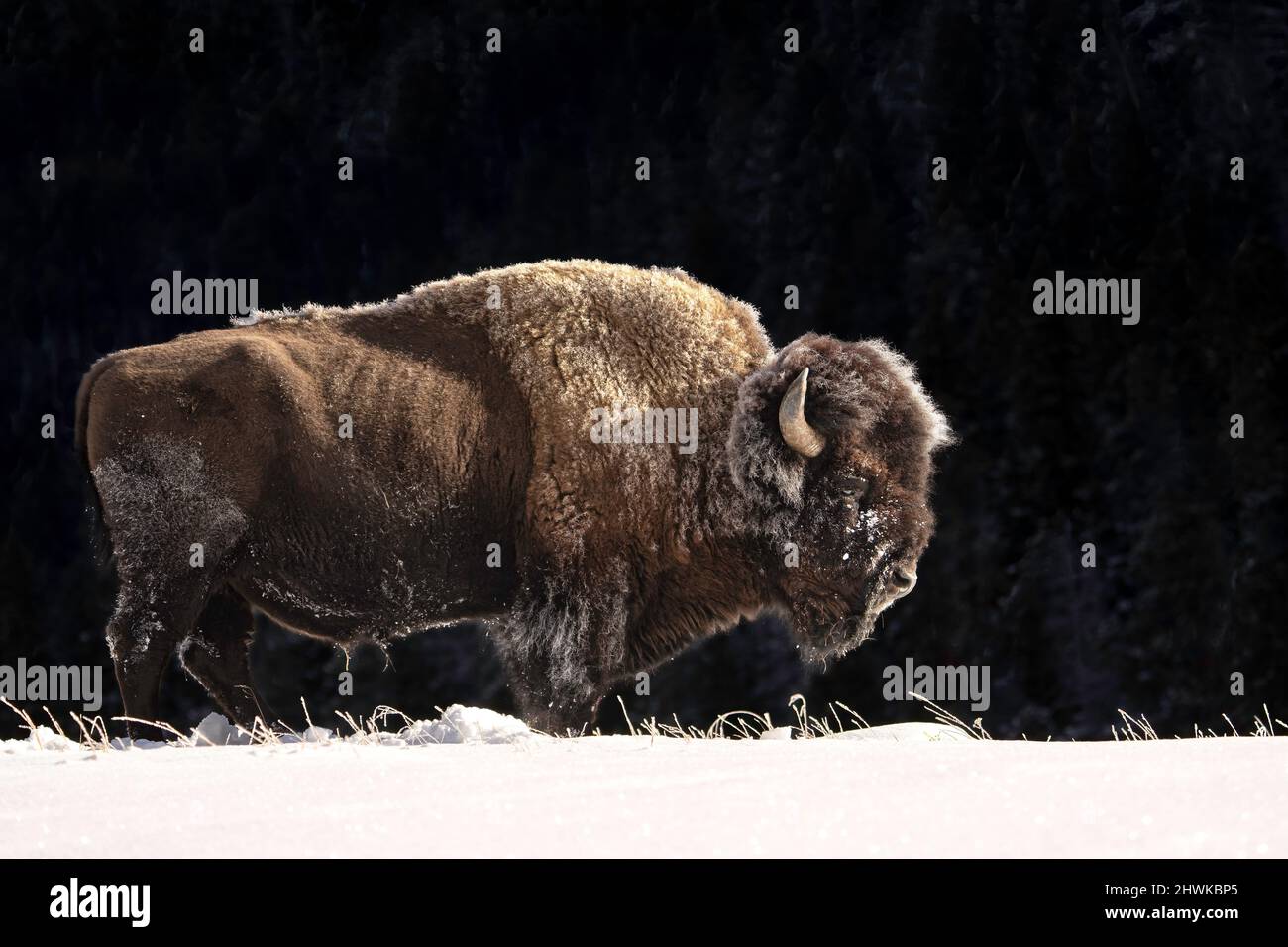 Bull Bison Stock Photo