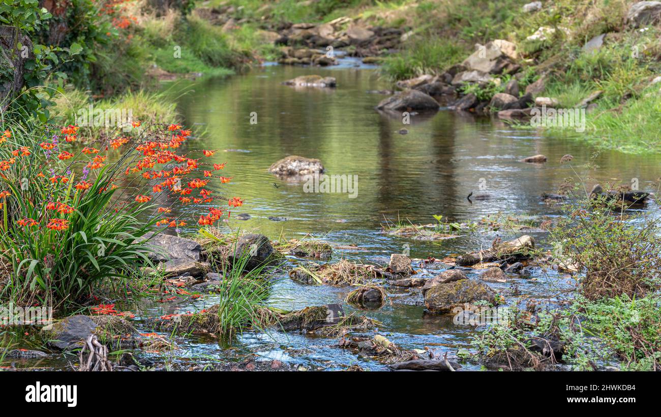 Planted Riverscape River with riverbed and flowers and plants on the shore Stock Photo - Alamy