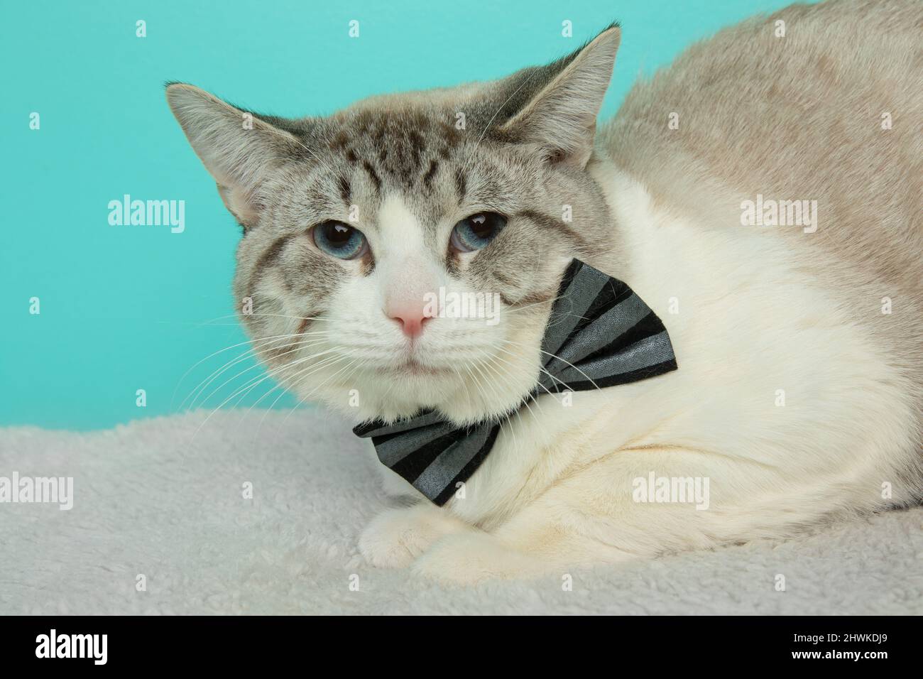 cute grey and white cat wearing a bow tie close up portrait Stock Photo ...