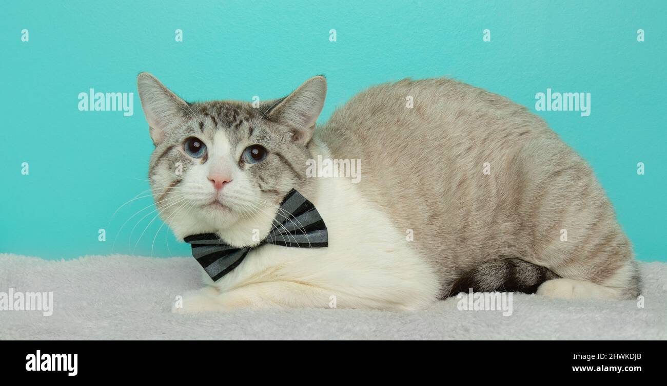 cute grey and white cat wearing a bow tie lying down Stock Photo - Alamy