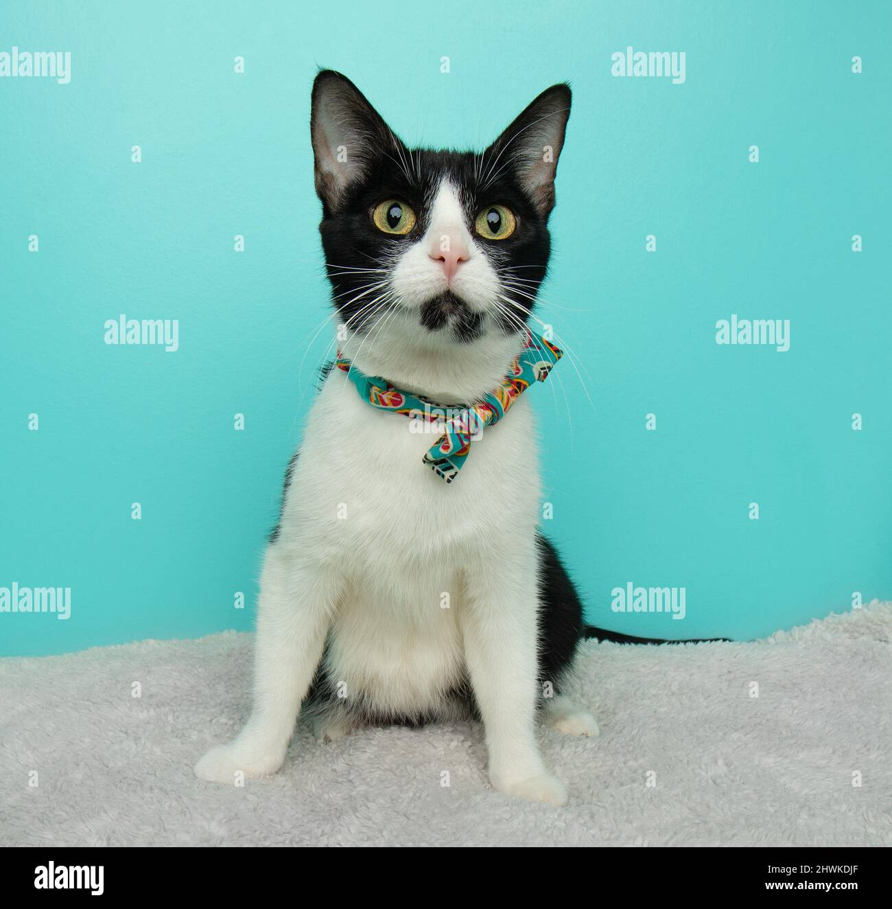 cute black and white cat wearing a bow tie sitting Stock Photo - Alamy