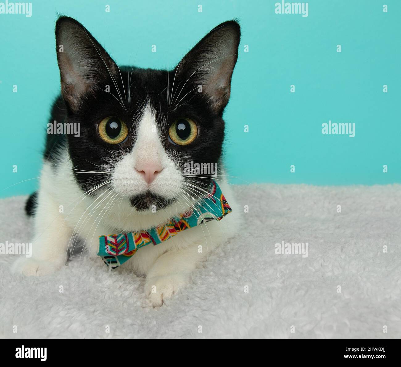cute black and white cat wearing a bow tie lying down Stock Photo - Alamy