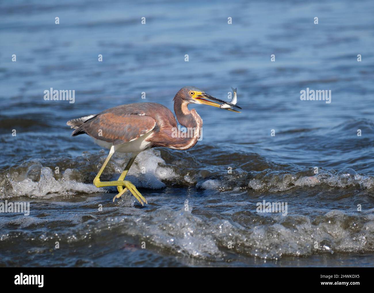 A tricolored heron catches a small silver fish in it's beak along the pacific ocean shore in costa rica. Stock Photo
