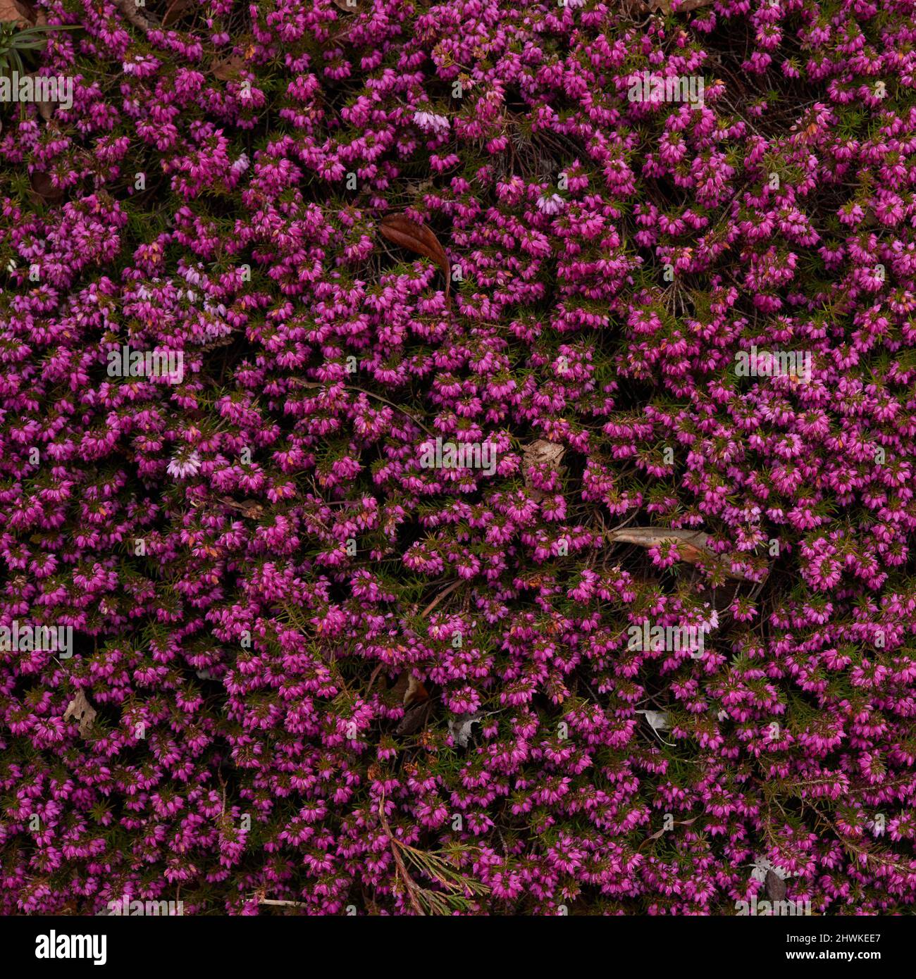 Flowers of low growingground cover of Erica carnea. Stock Photo