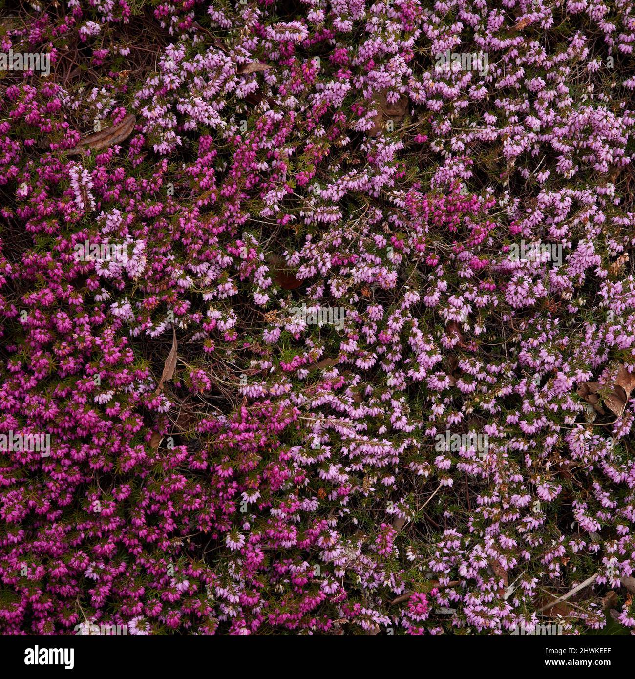 Flowers of low growingground cover of Erica carnea. Stock Photo