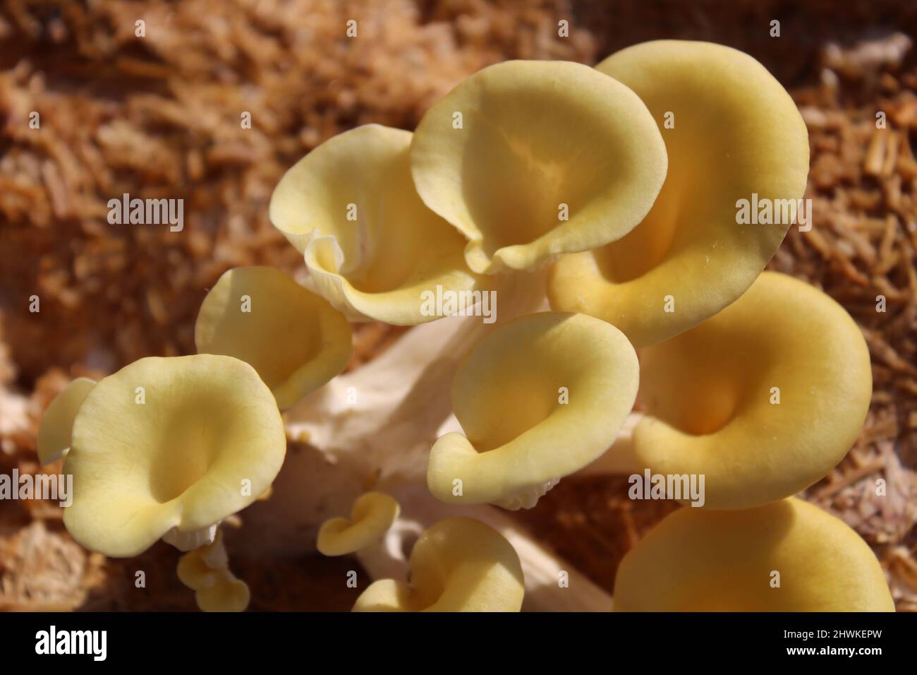 yellow boletus on a mushroom substrate Stock Photo - Alamy