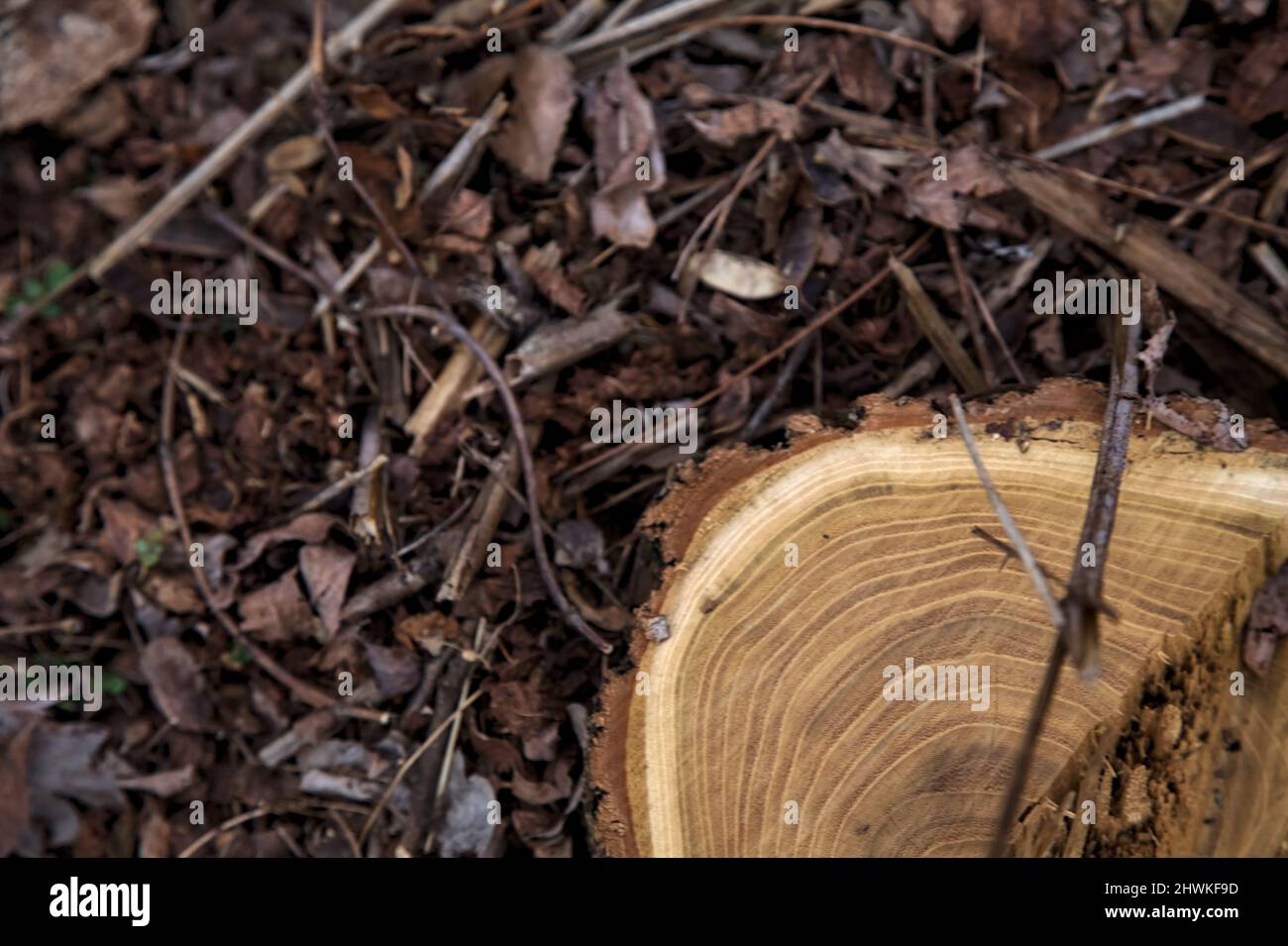 Tree stump surrounded by wood shavings Stock Photo