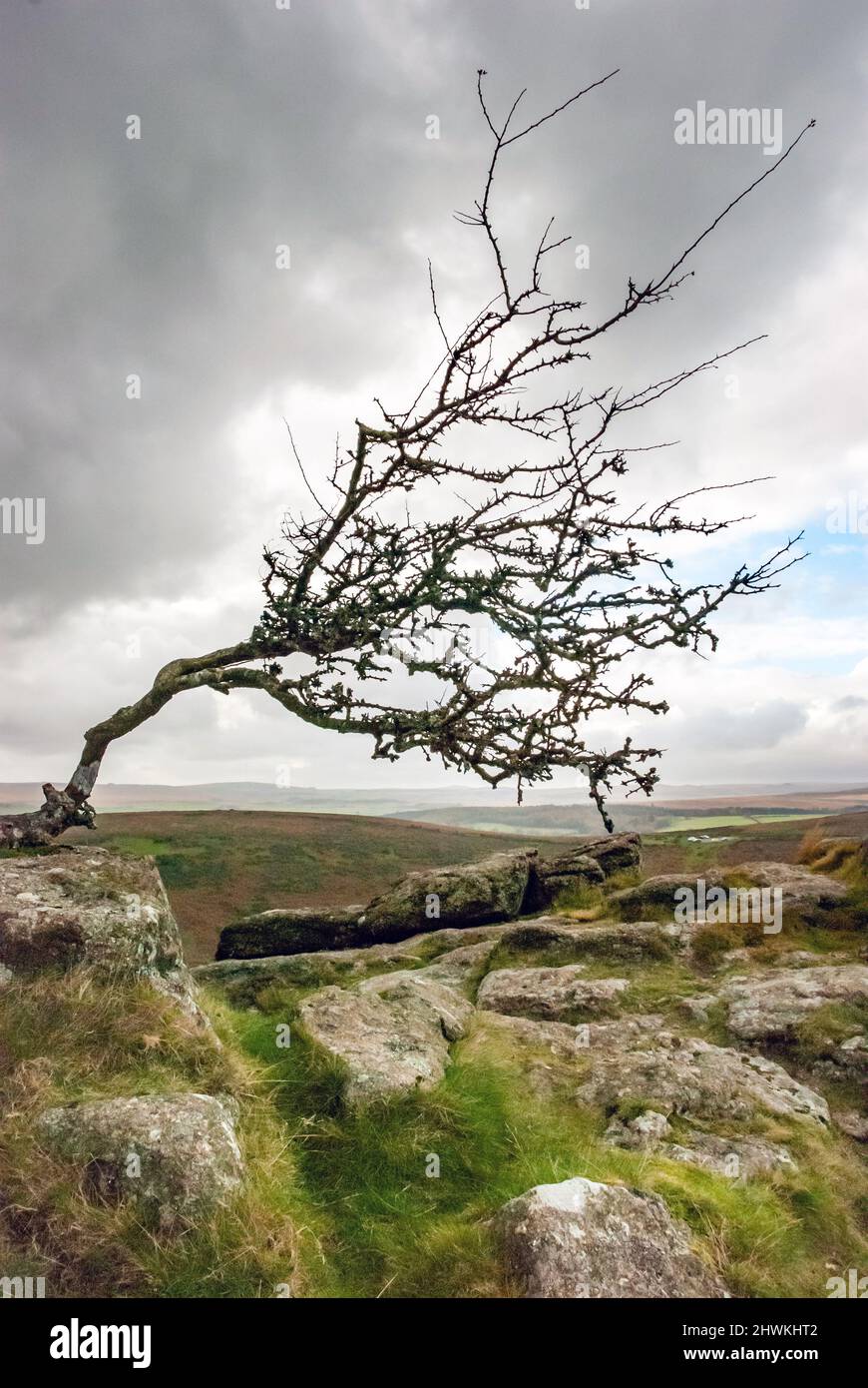 UK, England, Devonshire, Dartmoor. An old Hawthorne tree bent by the strong winds on Sharp Tor. Stock Photo