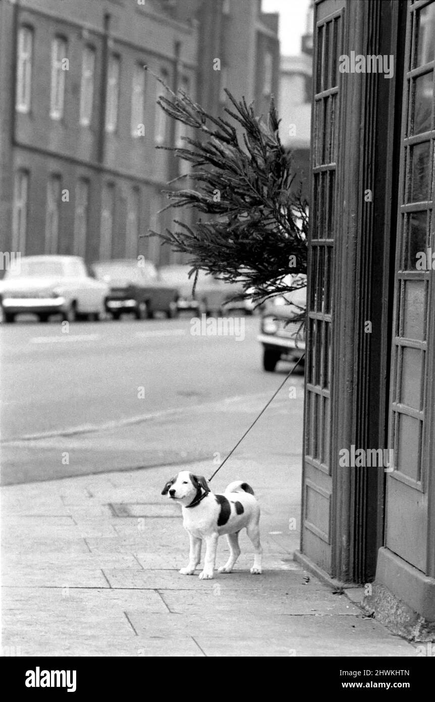 Animal, Cute: Puppy Dog outside Telephone Box. December 1972 72-11831-004 Stock Photo