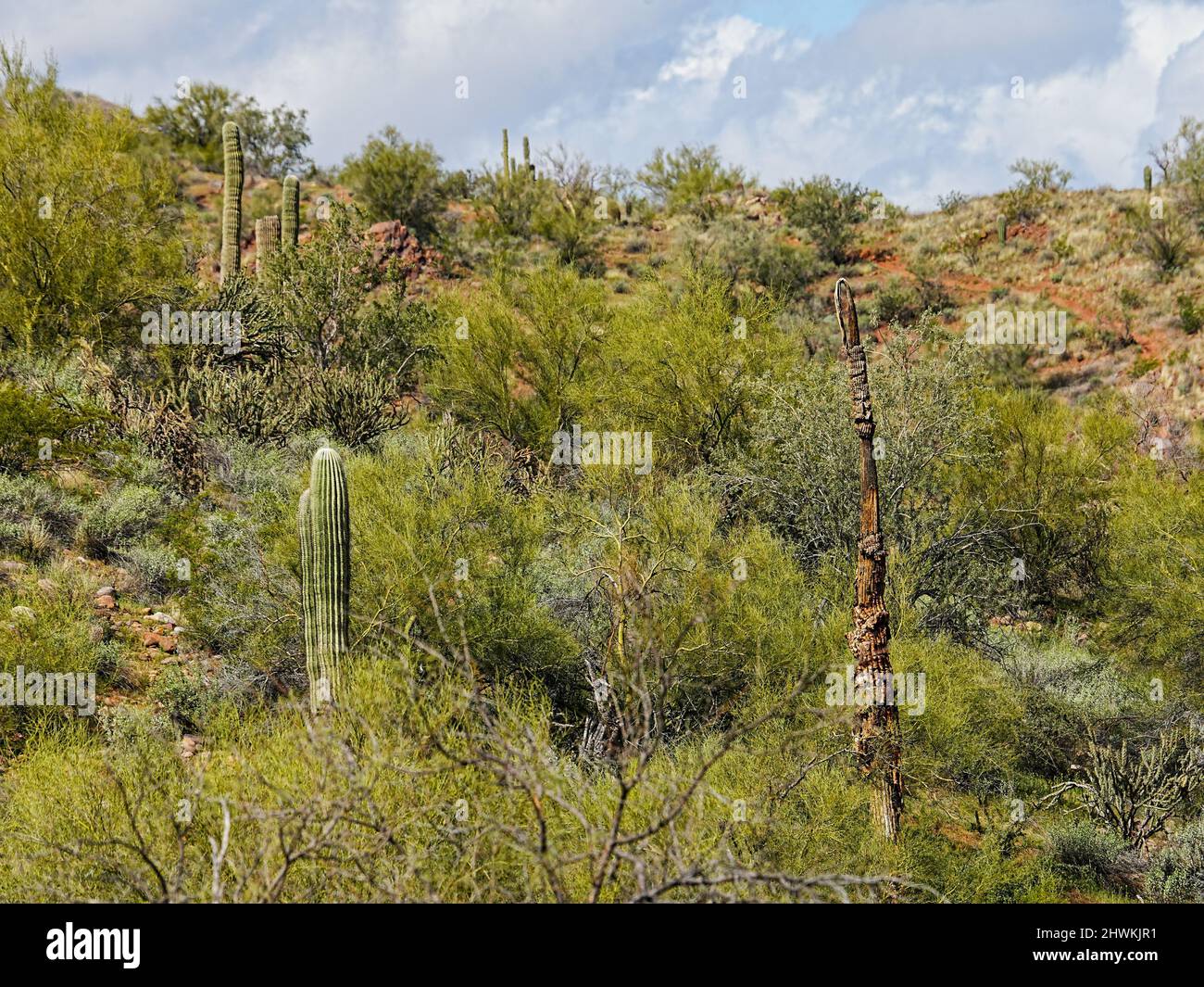 Various cacti species grow wild in the dry environment of the Sonoran ...