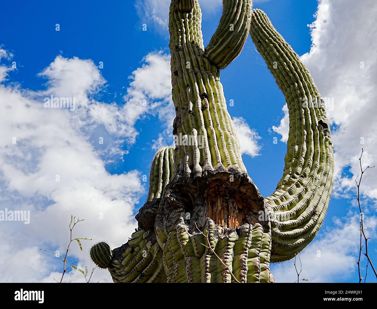 Various forms of cacti grow in the harsh environment of the Arizona desert Stock Photo Alamy