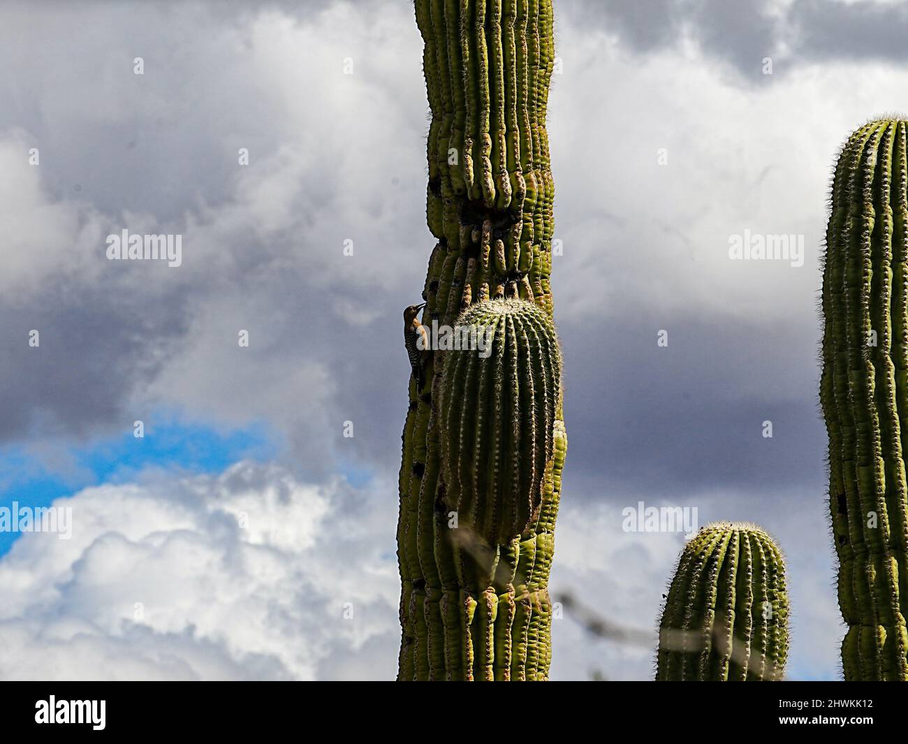 Various forms of cacti grow in the harsh environment of the Arizona desert Stock Photo Alamy