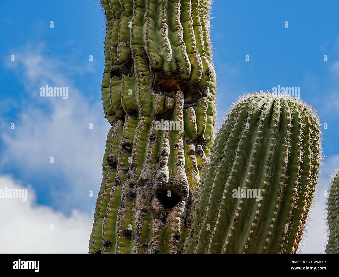 Various forms of cacti grow in the harsh environment of the Arizona desert Stock Photo Alamy