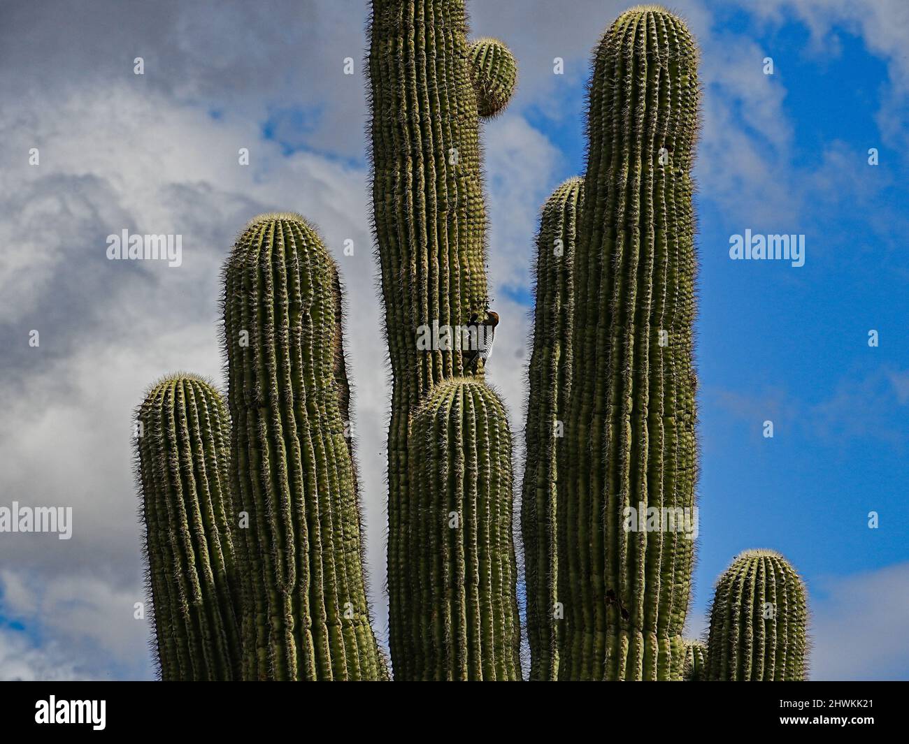 Various forms of cacti grow in the harsh environment of the Arizona ...
