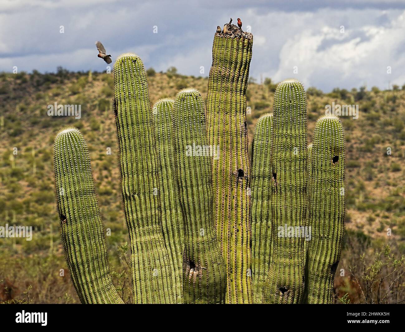 Various forms of cacti grow in the harsh environment of the Arizona