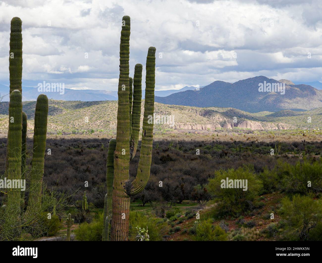 Various forms of cacti grow in the harsh environment of the Arizona desert Stock Photo Alamy