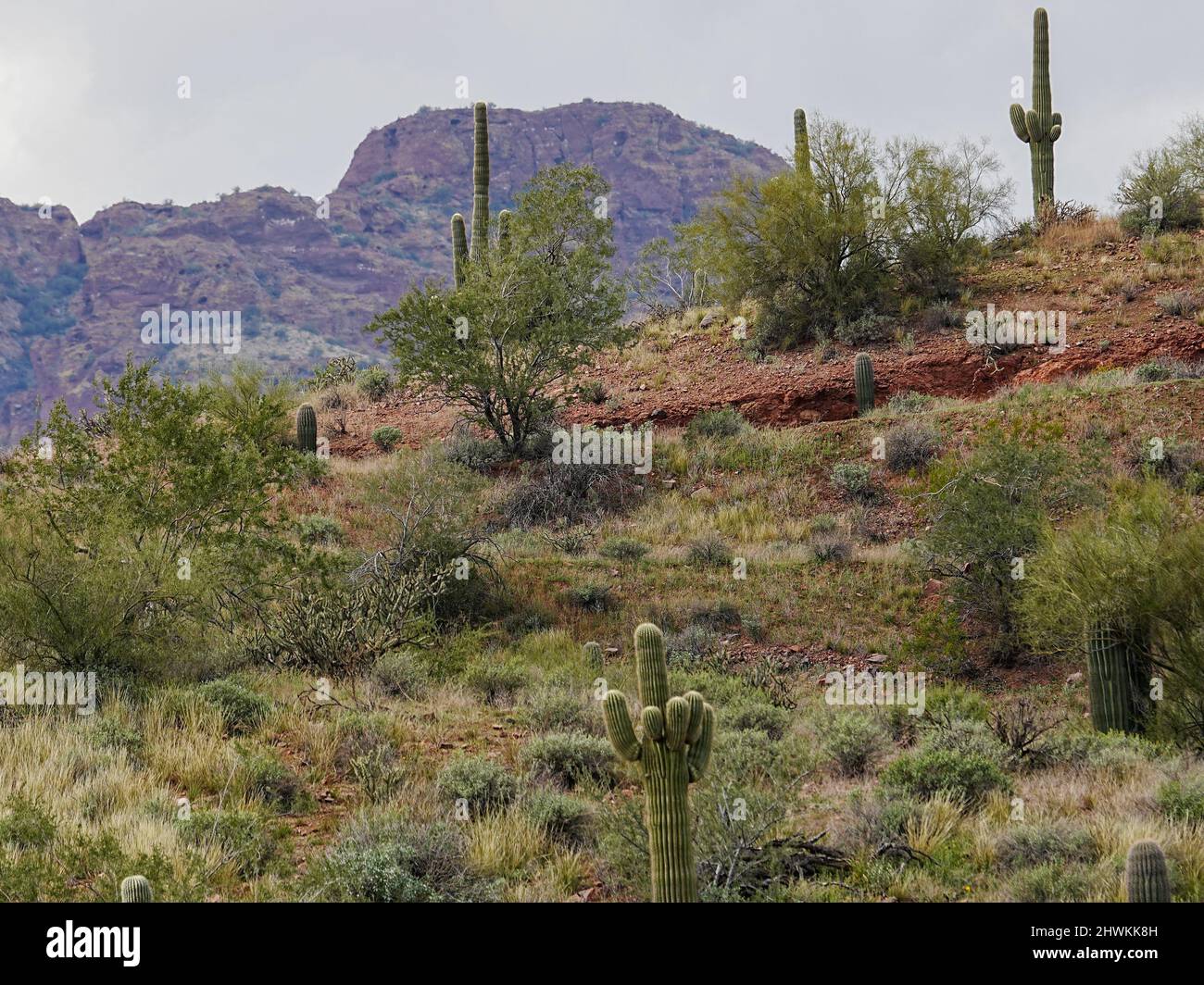 Various forms of cacti grow in the harsh environment of the Arizona desert Stock Photo Alamy