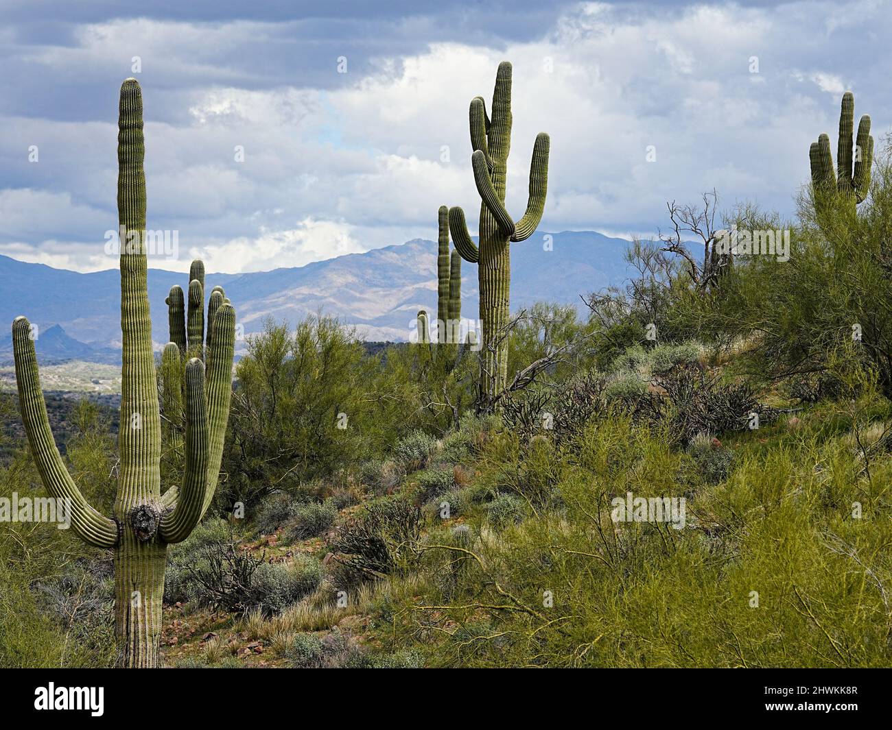 Various forms of cacti grow in the harsh environment of the Arizona desert Stock Photo Alamy