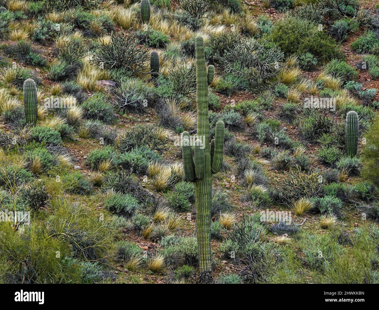 Various forms of cacti grow in the harsh environment of the Arizona desert Stock Photo Alamy