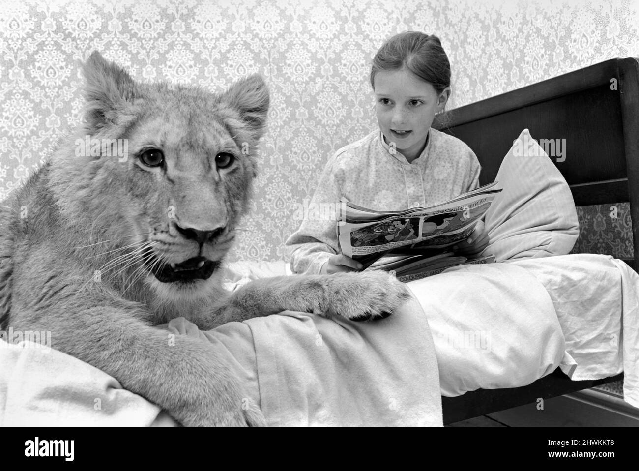 'Leonie' the Lioness. Leonie is the favourite pet of the youngest daughter of the Clarke family, Yvonne (aged 9) who quite often sleeps with a snake or two in her bed. But yesterday she read a bedtime story to Leonie. April 1972 72-04599-009 Stock Photo