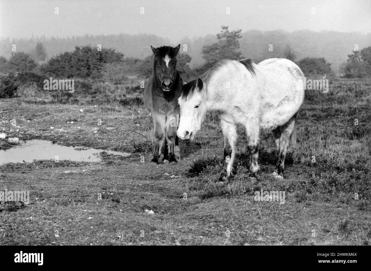 Animals: Horse: Landscape: New Forest Ponies. New Forest Ponies foraging for food in the winter sunshine. December 1972 72-11764-003 Stock Photo