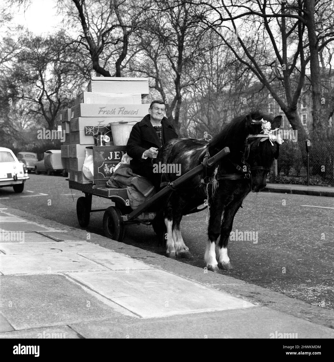 William Packman and Pony 'Twinkletoes'. William Packman, street flower trader of Tooting, out with 3-year-old Shetland pony 'Twinkletoes', in the Pimlico area. December 1972 72-11761 Stock Photo