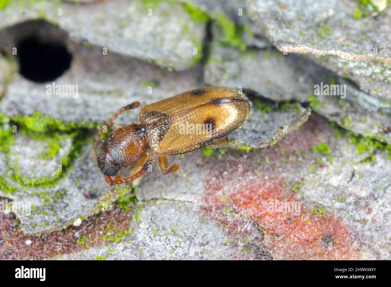 Silvan flat bark beetle, Psammoecus bipunctatus on bark Stock Photo