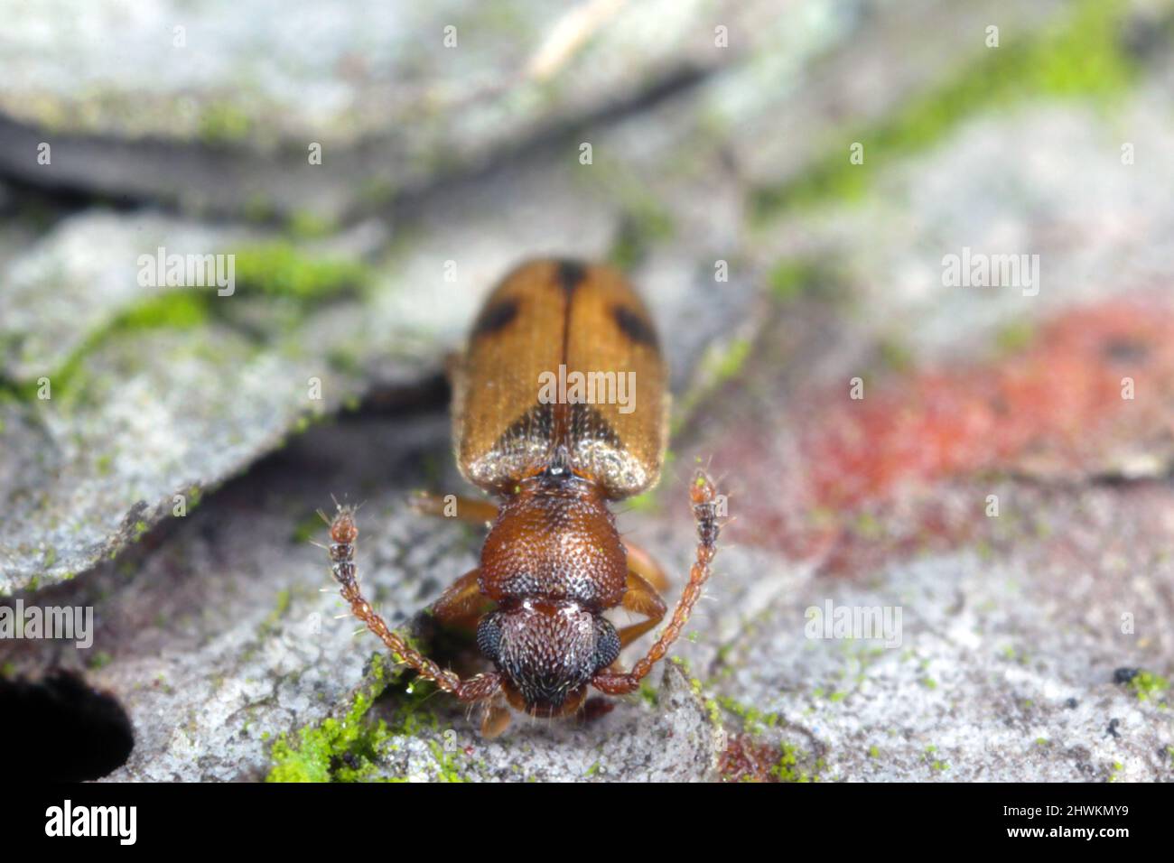 Silvan flat bark beetle, Psammoecus bipunctatus on bark Stock Photo